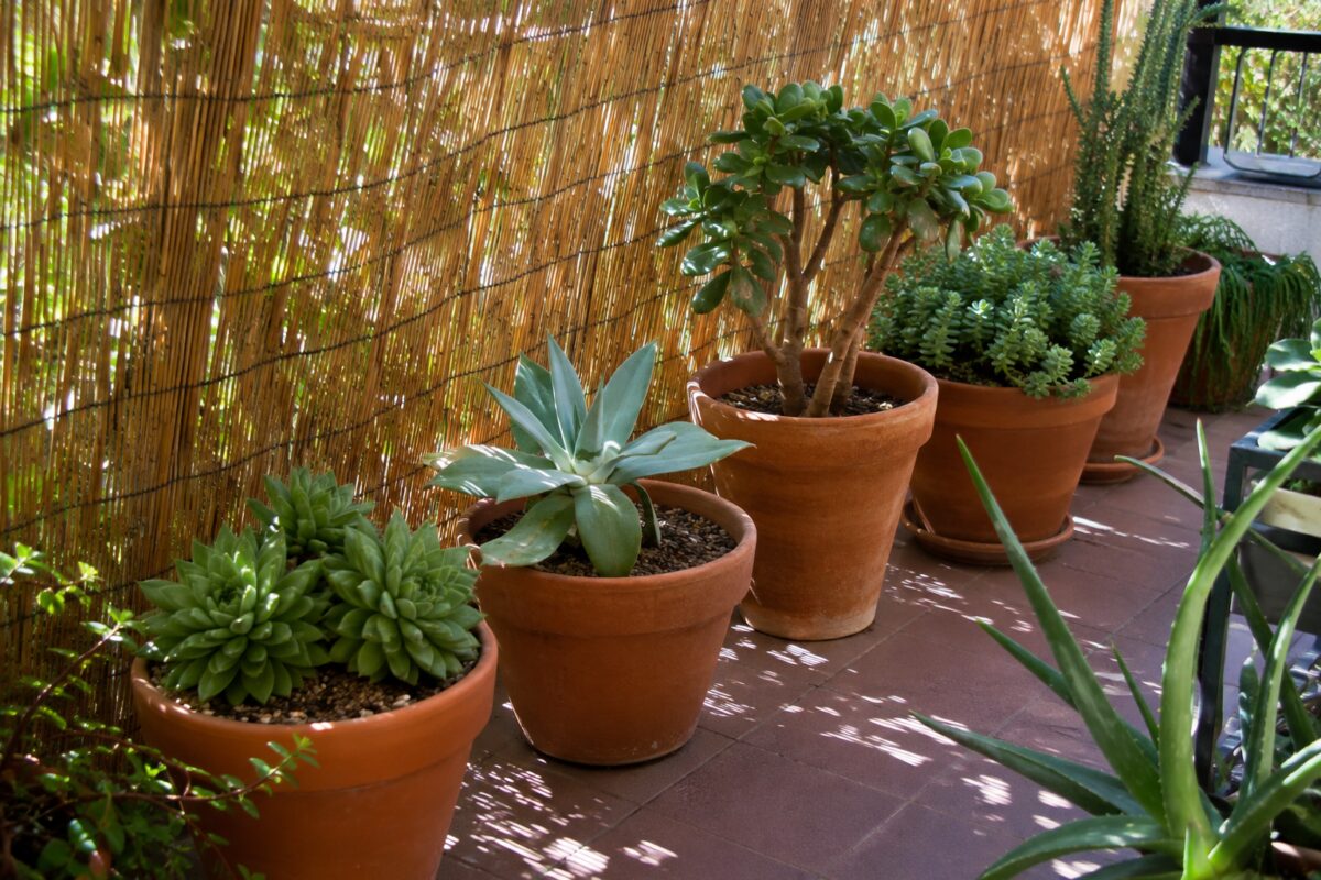 Piante grasse sistemate in luce filtrata sul balcone