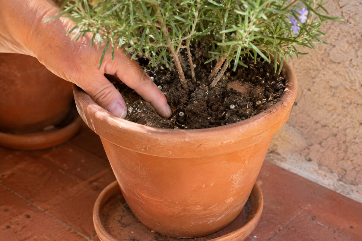 Controllo dell'umiditร del terriccio nel vaso di rosmarino