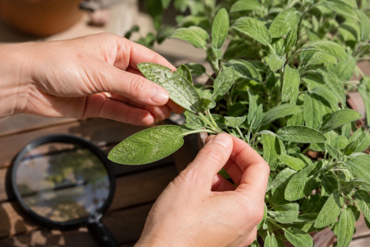 Controllo delle macchie bianche su una foglia di salvia